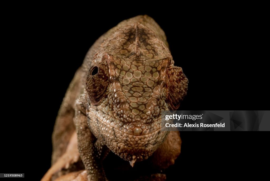 Portrait of warty chameleon