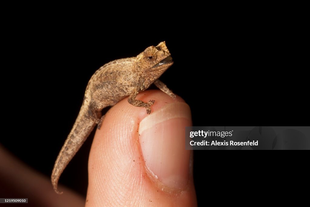 A brown leaf chameleon or stump-tailed chameleon on a finger to get... News  Photo - Getty Images