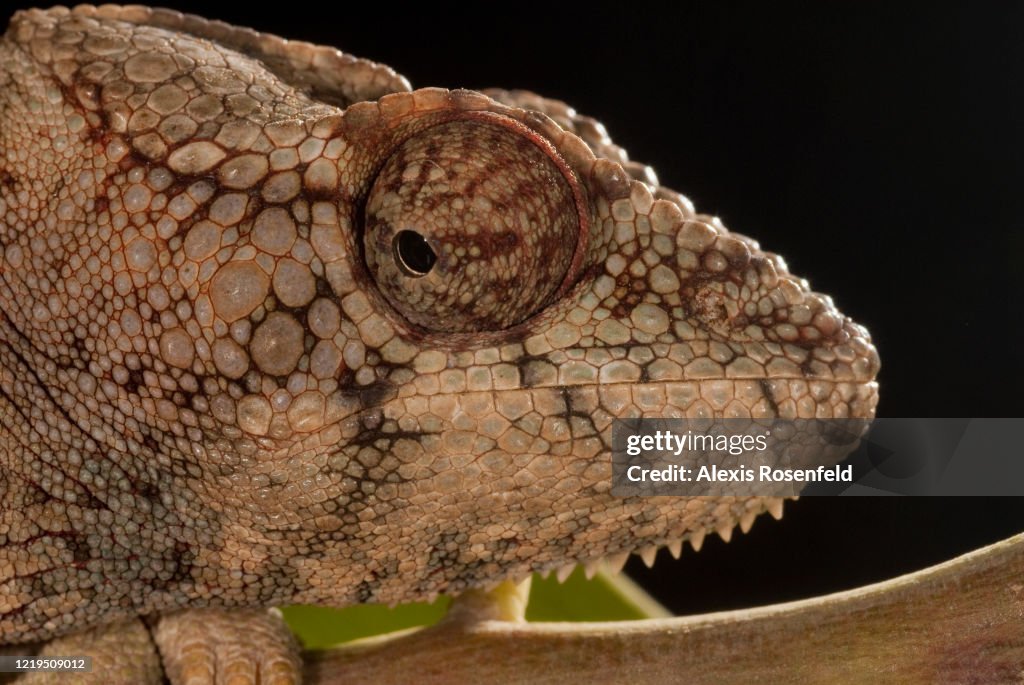 Close-up of warty chameleon