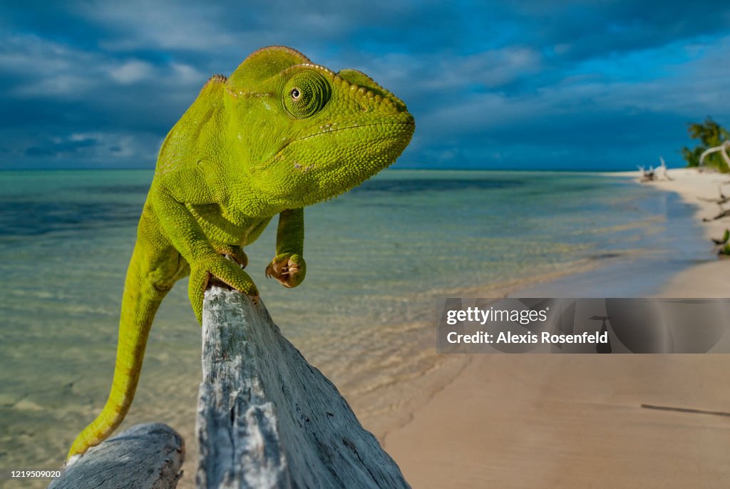 Amazing Furcifer oustaleti taking pose a the beach