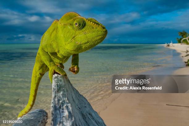 An amazing malagasy giant chameleon taking the pose on a beach in Nosy Ankao island, on July 20 Madagascar, Mozambique Channel, Africa. Also called...