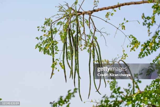 drumstick - moringa stock pictures, royalty-free photos & images