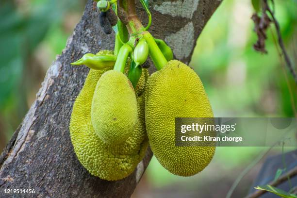 jackfruit - jackfruit foto e immagini stock