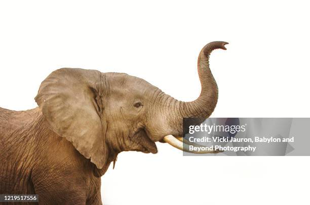 elephant trunk and head against white background - elephant head bildbanksfoton och bilder