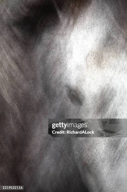 neue wald ponys abstrakte serie - grautier pferdeartige stock-fotos und bilder