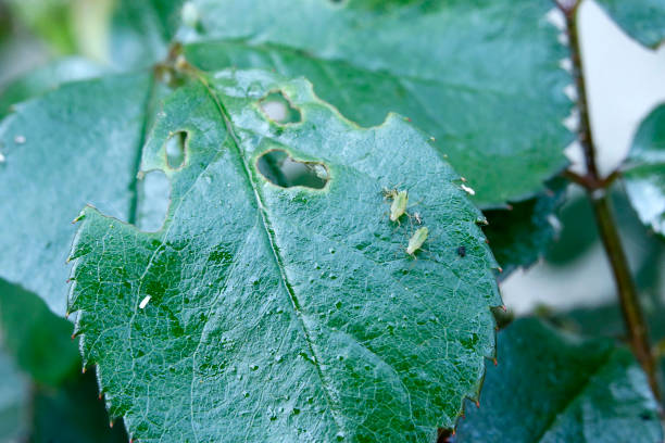 Infested Color 1,536 Color Aphid Stock Photos, High-Res Pictures, and Images - Getty ...