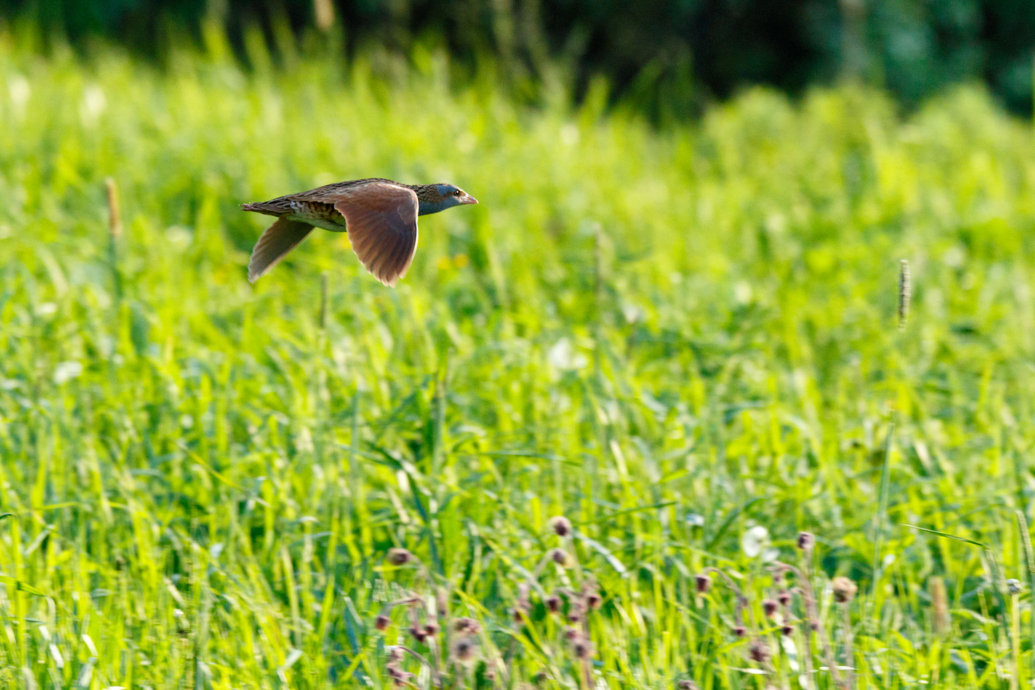 Corncrake, Corn crake (Crex crex). Corncrake, Corn crake (Crex crex).