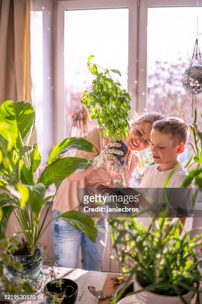 madre e hijo están replantando flores de marihuana. - orégano fotografías e imágenes de stock