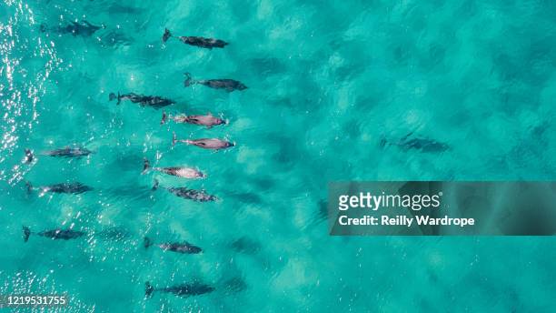 aerial dolphin - sea life stock pictures, royalty-free photos & images