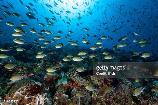 rush hour at coral reef, school of philippines chromis chromis scotochiloptera, komodo national park, indonesia - rabbitfish stock pictures, royalty-free photos & images
