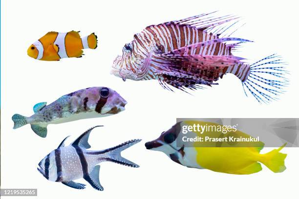 salfwater fish isolated on white background - blauer doktorfisch stock-fotos und bilder