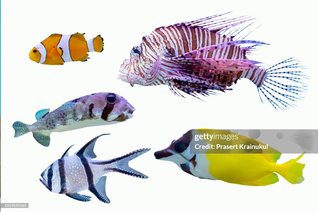 Salfwater fish isolated on white background