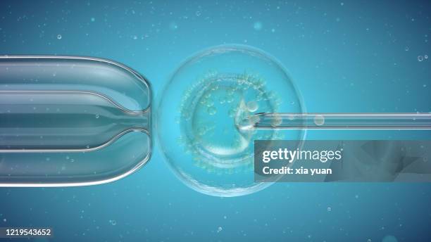 needle puncturing cell - human egg stock pictures, royalty-free photos & images