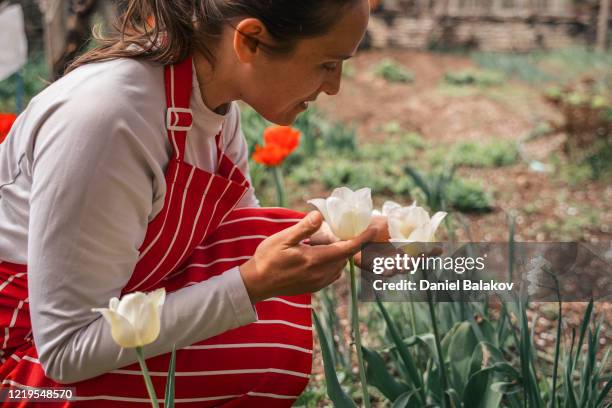 jardinagem em casa em um dia ensolarado brilhante no jardim formal. jovem trabalhando em seu jardim durante o surto de pandemia covid-19, cuidando das flores de tulipas brancas. fique em casa. - formal garden - fotografias e filmes do acervo