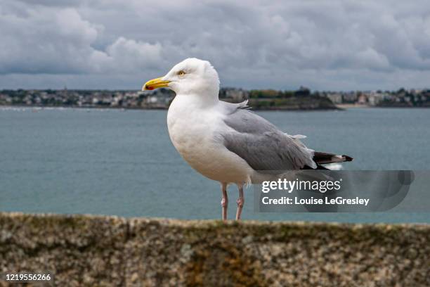 herring seagull - herring gull stock pictures, royalty-free photos & images