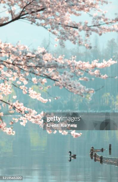 a duck swimming on the west lake under cherry blossoms tree - west lake hangzhou stock pictures, royalty-free photos & images