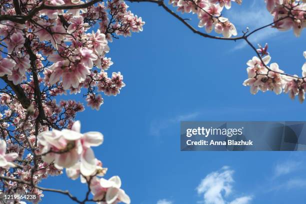 spring magnolia blossoming tree with pink flowers over vibrant blue sky, spring background - magnolia stock pictures, royalty-free photos & images