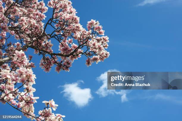 spring magnolia blossoming tree with pink flowers over vibrant blue sky, spring background - magnolia stock pictures, royalty-free photos & images