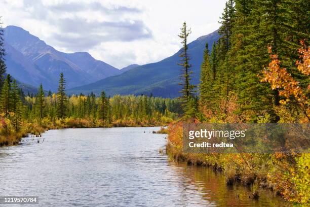 autumn scenery in banff national park - canadian rockies stock pictures, royalty-free photos & images