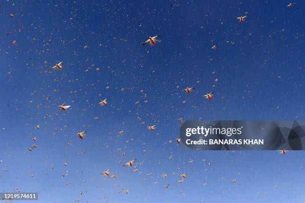 Swarms of locusts flying in a residential area in the southwestern Pakistani city of Quetta on June 12, 2020. - Farmers are struggling as the worst...