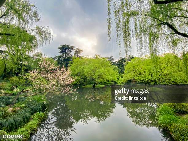 park by the west lake in hangzhou, china - west lake hangzhou 個照片及圖片檔