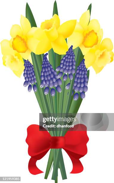 ilustrações, clipart, desenhos animados e ícones de narcisos e muscari - paperwhite narcissus