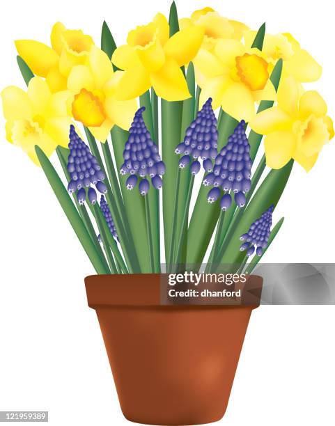 daffodils, grape hyacinth and clay pot - hyacinth stock illustrations