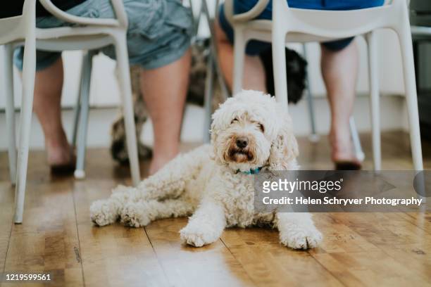 white cockapoo dog lying on wood floor with two seated people's legs in background - cockapoo 個照片及圖片檔