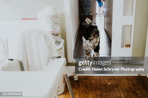 Cockapoo Kitchen Black And White Cockapoo Standing On Step In Family Kitchen High-Res ...