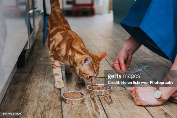 woman feeding ginger tabby cat - cat food stock pictures, royalty-free photos & images