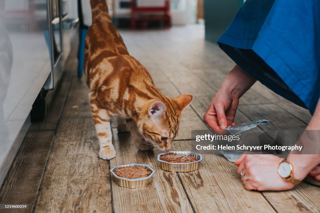 Woman feeding ginger tabby cat
