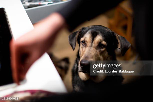 dog waiting for food - hungry stock-fotos und bilder