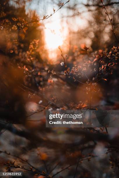 one last standing blossom of tree against warm light (orange brown tones), gemany - back lit flower stock pictures, royalty-free photos & images