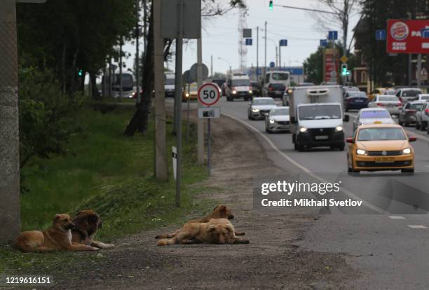 Stray dogs look on the car on the highway outside of Moscow, Russia, June 2020, while requirements to wear masks and gloves to combat a spread of the...