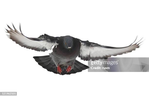 flying pigeon on white background - white pigeon stock pictures, royalty-free photos & images