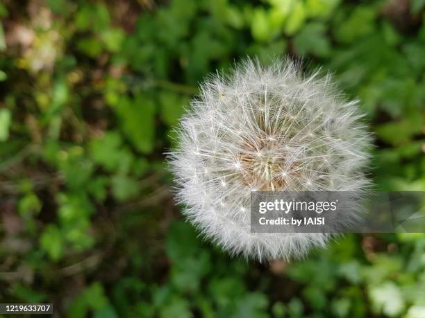 Capilulum Capitulum Photos and Premium High Res Pictures - Getty Images