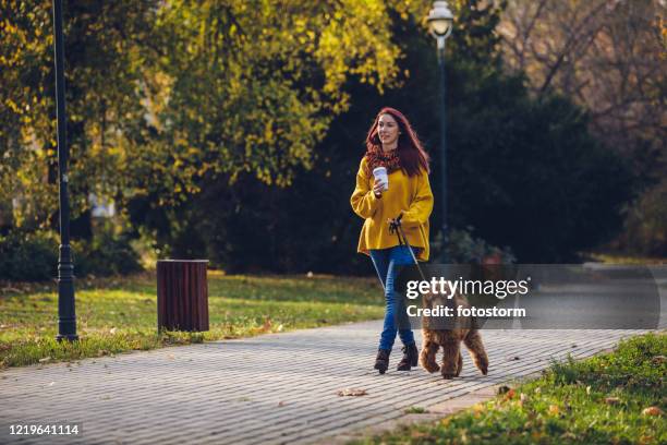 proprietario di animali domestici agghiacciante con il suo barodle standard rosso in un parco - standard poodle foto e immagini stock