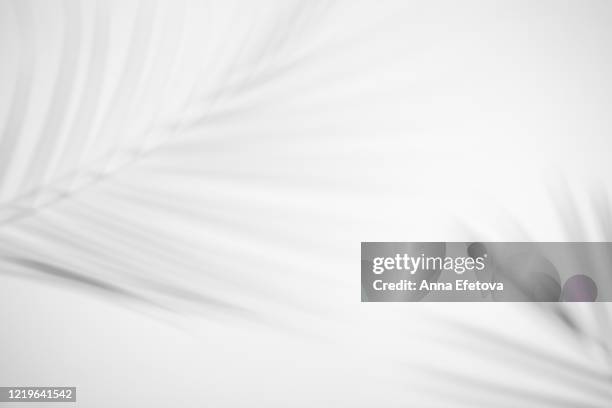 shadow from green leaf - coconut white background stockfoto's en -beelden