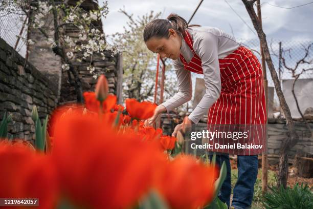 jardinagem em casa em um dia ensolarado brilhante no jardim formal. jovem trabalhando em seu jardim durante o surto de pandemia covid-19, cuidando das flores de tulipa. fique em casa. - formal garden - fotografias e filmes do acervo