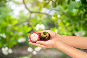 Mangosteens on natural farm background, Woman holding tasty organic red delicious mangosteens, healthy eating and dieting concept,