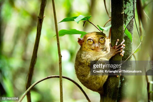 tarsier monkeys are among the smallest primates in the world. - bohol philippines stock pictures, royalty-free photos & images