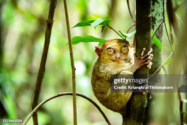 tarsier monkeys are among the smallest primates in the world. - tarsier imagens e fotografias de stock