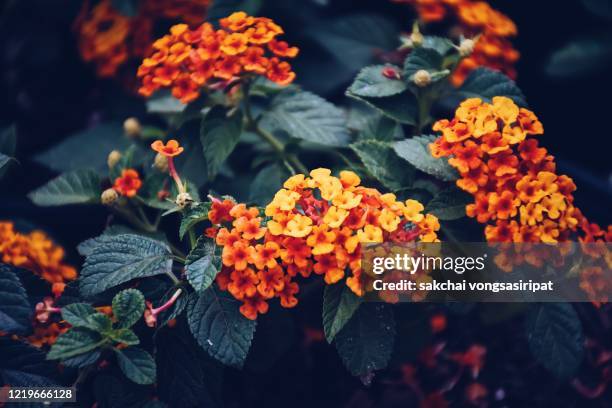 close-up of flowers blooming outdoor - lantana stock pictures, royalty-free photos & images