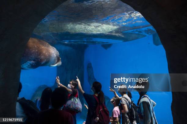 Visitors watch a Pacific Walrus swimming past by at the Ocean Park which has been opened on Saturday 13th of June to the public under limited...