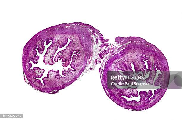 rabbit uterus (oryctolagus cuniculus) - follicular phase - endomètre photos et images de collection