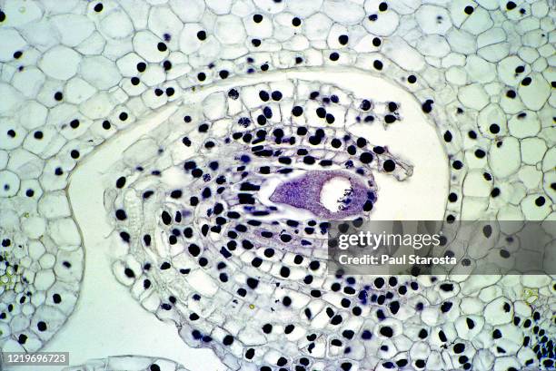 inverted ovule of lily (lilium) - ovary stock pictures, royalty-free photos & images