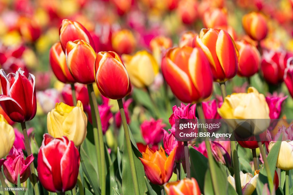 Netherlands Continues 'Intelligent Lockdown' Amid Coronavirus Outbreak