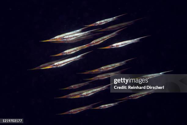 shoal of rigid razorfishes, centriscus scutatus, tufi, solomon sea, papua new guinea - snipefish stock pictures, royalty-free photos & images