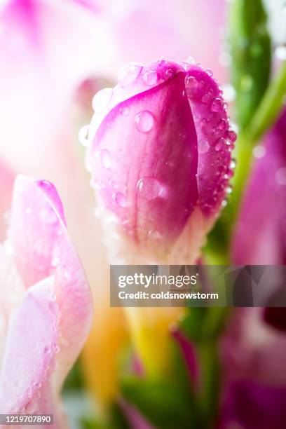 macro sluit omhoog van verse roze bloemen freesia in bloei met waterdalingen - freesia stockfoto's en -beelden