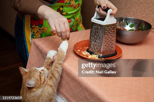 Ginger cat begs food in the kitchen while cooking Ginger cat begs food in the kitchen while cooking
